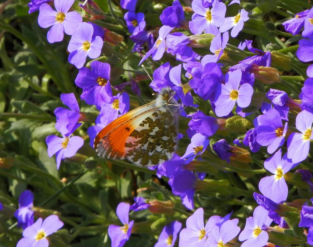 Aurorafalter (Anthocharis cardaminea) - Männchen