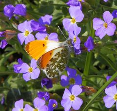 Aurorafalter (Anthocharis cardaminea) - Männchen