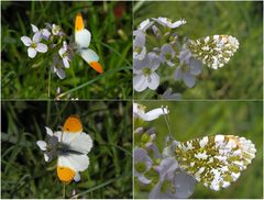 Aurorafalter (Anthocharis cardaminea) - Männchen .... (Collage)