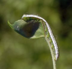 Aurorafalter (Anthocharis cardaminea) - Raupe