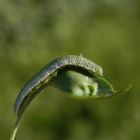 Aurorafalter (Anthocharis cardaminea) - Raupe