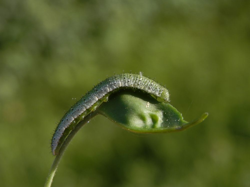 Aurorafalter (Anthocharis cardaminea) - Raupe