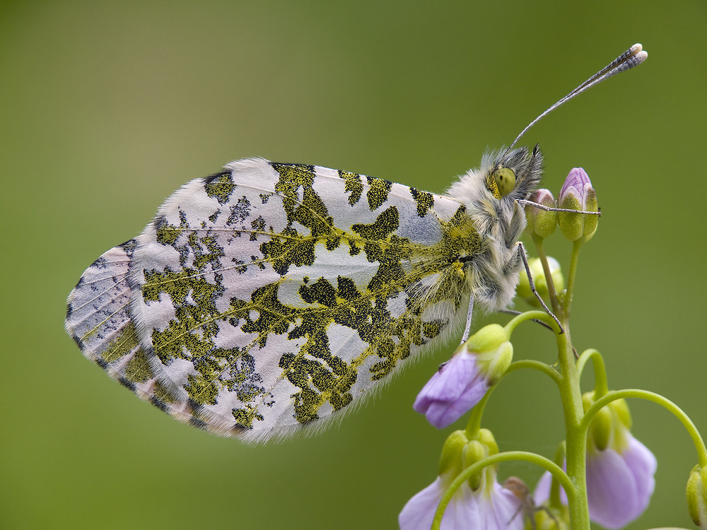 Aurorafalter - Anthocharis cardamines