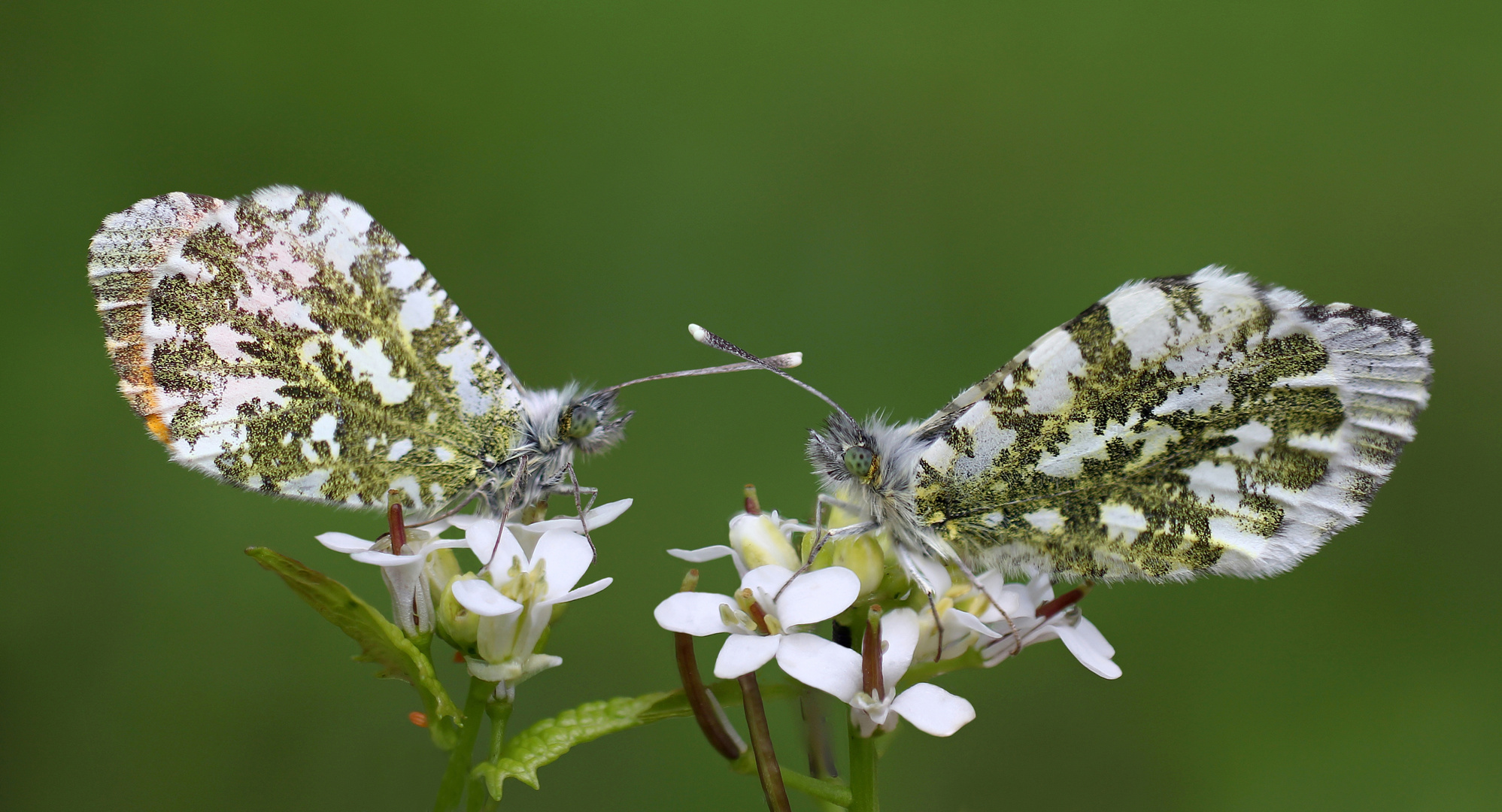 Aurorafalter (Anthocharis cardamines)