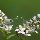 Aurorafalter (Anthocharis cardamines)