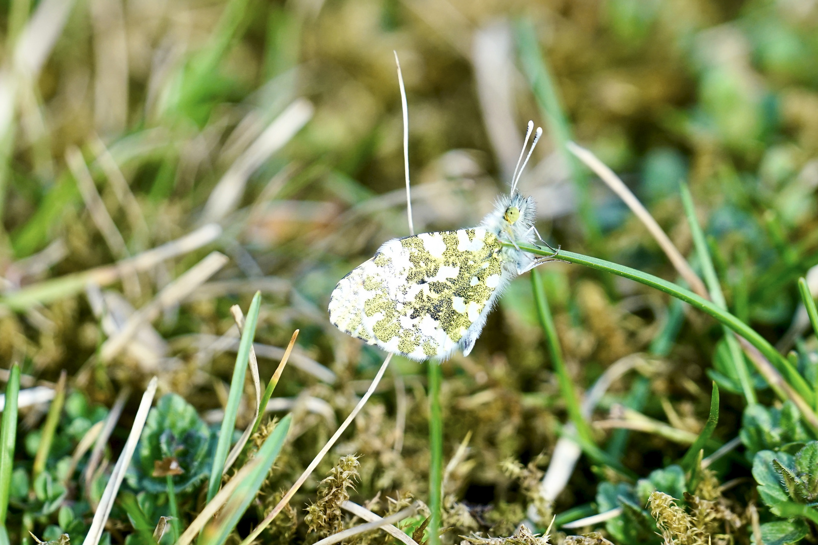 Aurorafalter (Anthocharis cardamines) 