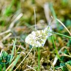 Aurorafalter (Anthocharis cardamines) 