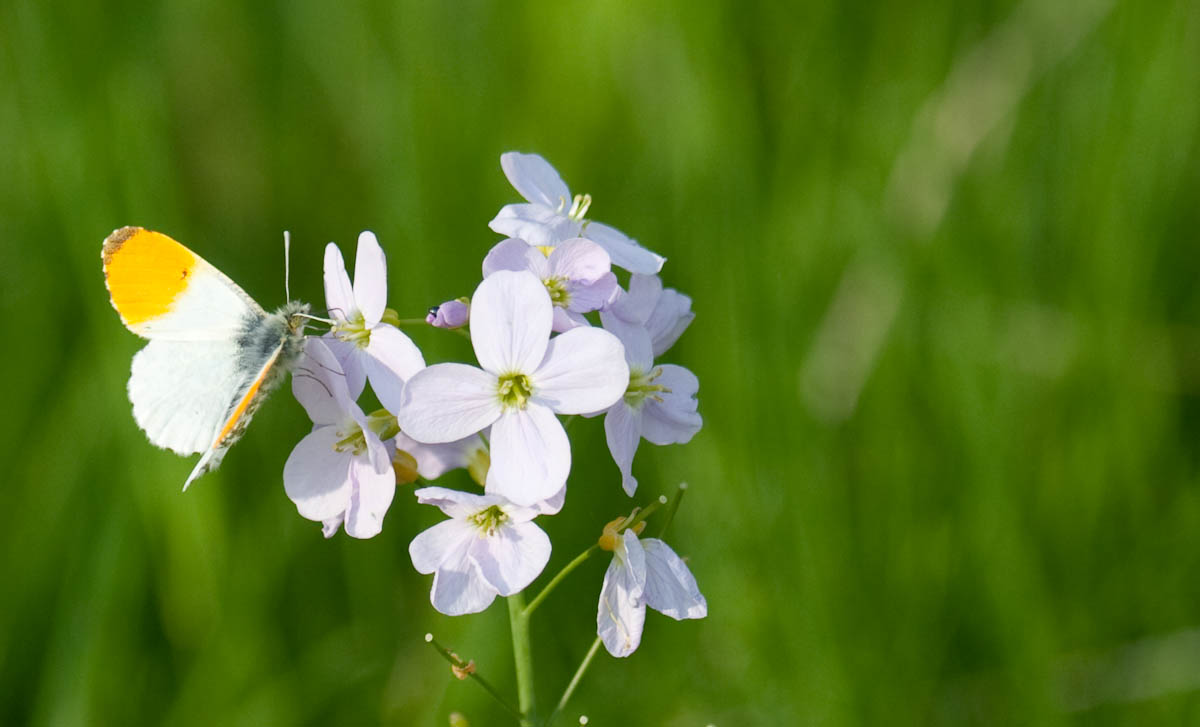 Aurorafalter (Anthocharis cardamines)