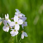 Aurorafalter (Anthocharis cardamines)