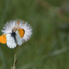  Aurorafalter (Anthocharis cardamines)