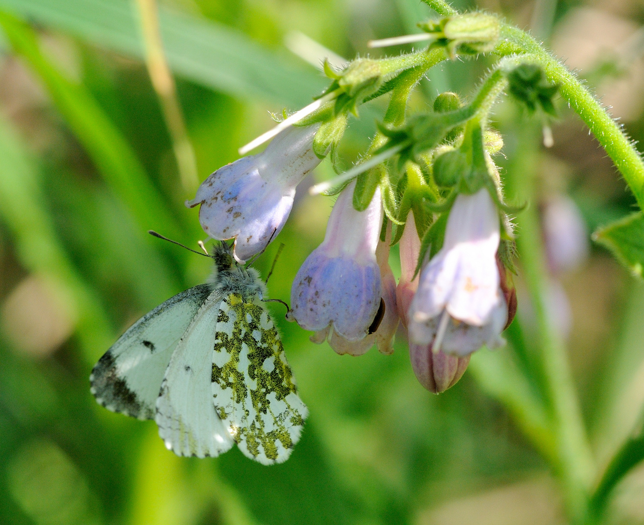 Aurorafalter (Anthocharis cardamines)