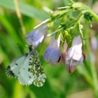 Aurorafalter (Anthocharis cardamines)