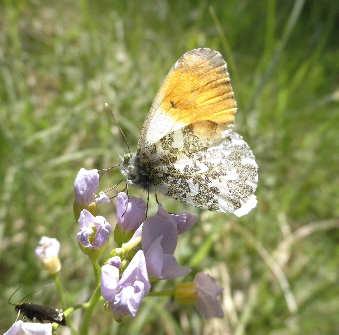 Aurorafalter (Anthocharis cardamines)