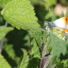 Aurorafalter (Anthocharis cardamines)