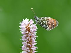 Aurorafalter (Anthocharis cardamines) 