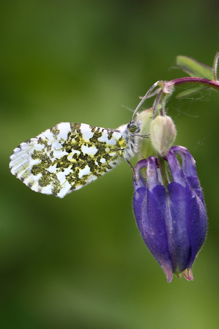 Aurorafalter Anthocharis cardamines