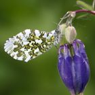 Aurorafalter Anthocharis cardamines