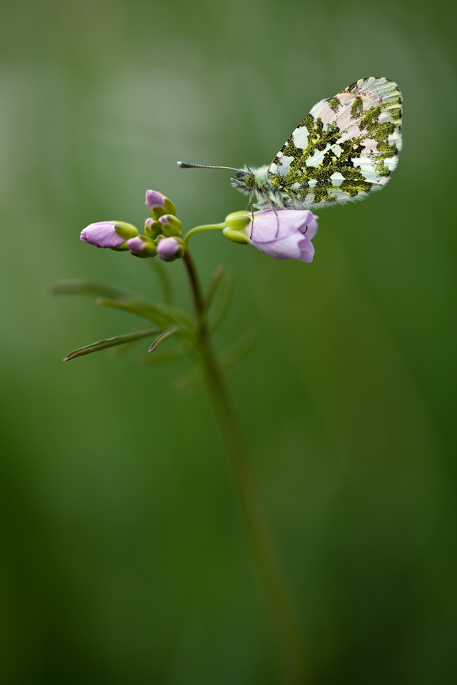 Aurorafalter (Anthocharis cardamines)