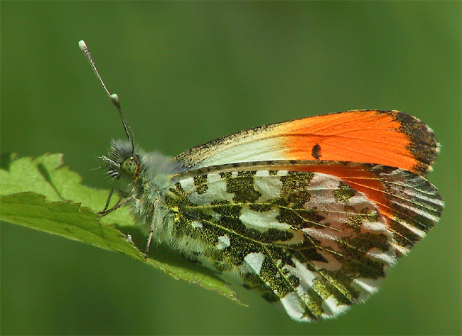 Aurorafalter (Anthocharis cardamines)