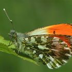 Aurorafalter (Anthocharis cardamines)