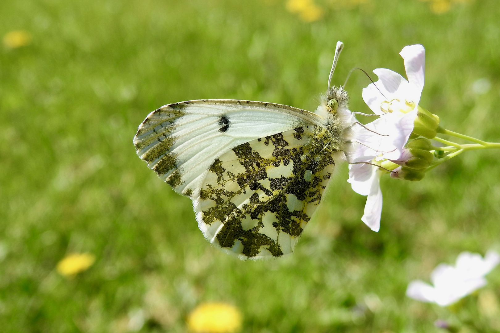 Aurorafalter (Anthocharis cardamines)