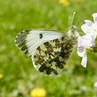 Aurorafalter (Anthocharis cardamines)