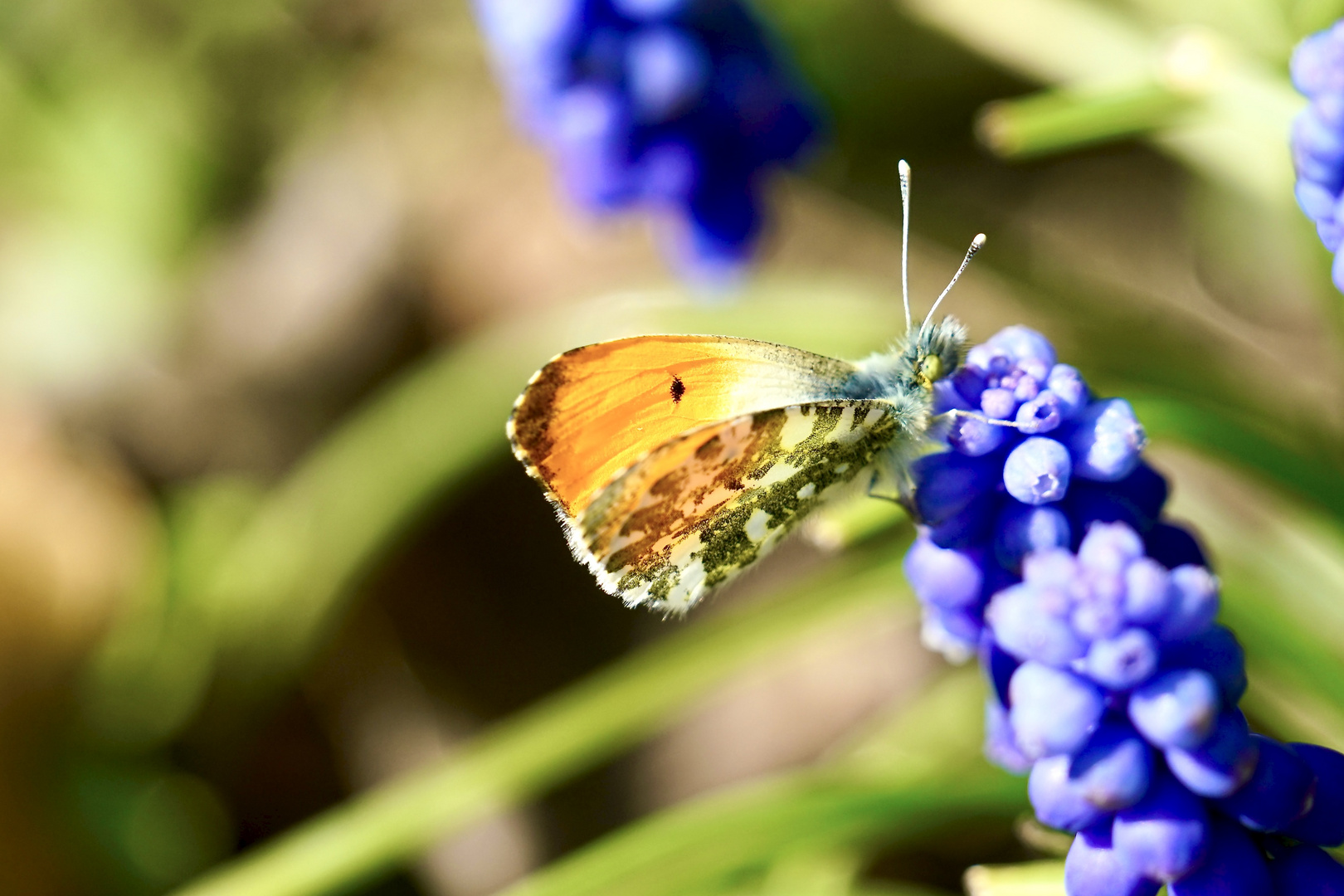 Aurorafalter (Anthocharis cardamines)