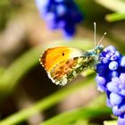 Aurorafalter (Anthocharis cardamines)