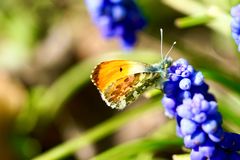 Aurorafalter (Anthocharis cardamines)