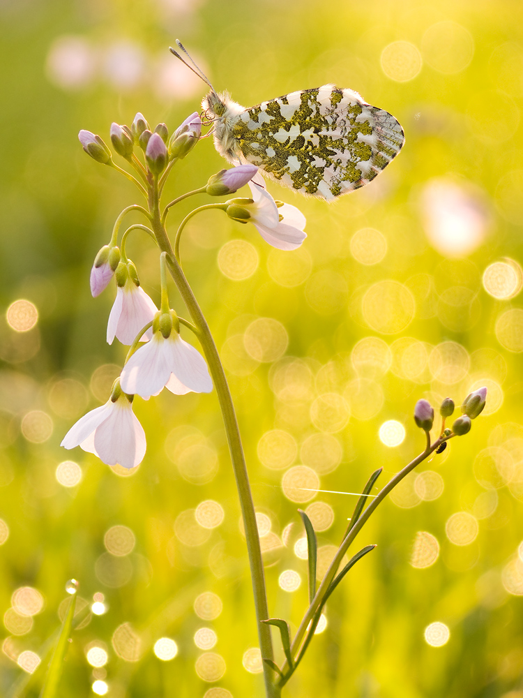 Aurorafalter - Anthocharis cardamines