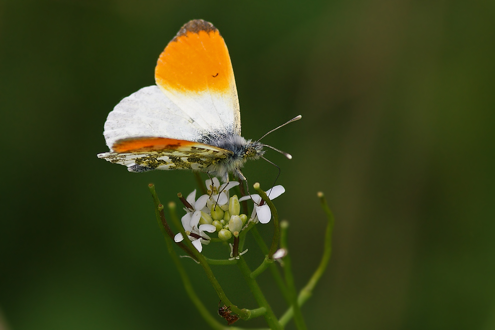 Aurorafalter (Anthocharis cardamines) 2