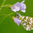 Aurorafalter (Anthocharis cardamines)