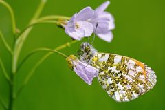 Aurorafalter (Anthocharis cardamines)