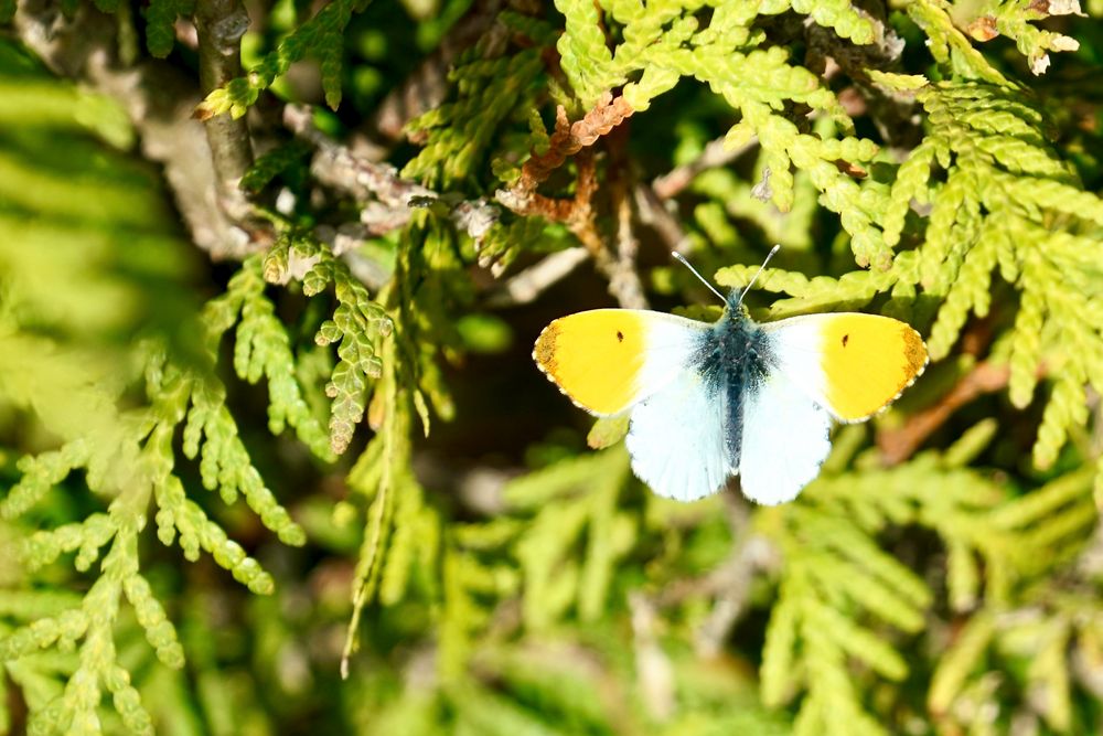 Aurorafalter (Anthocharis cardamines) 