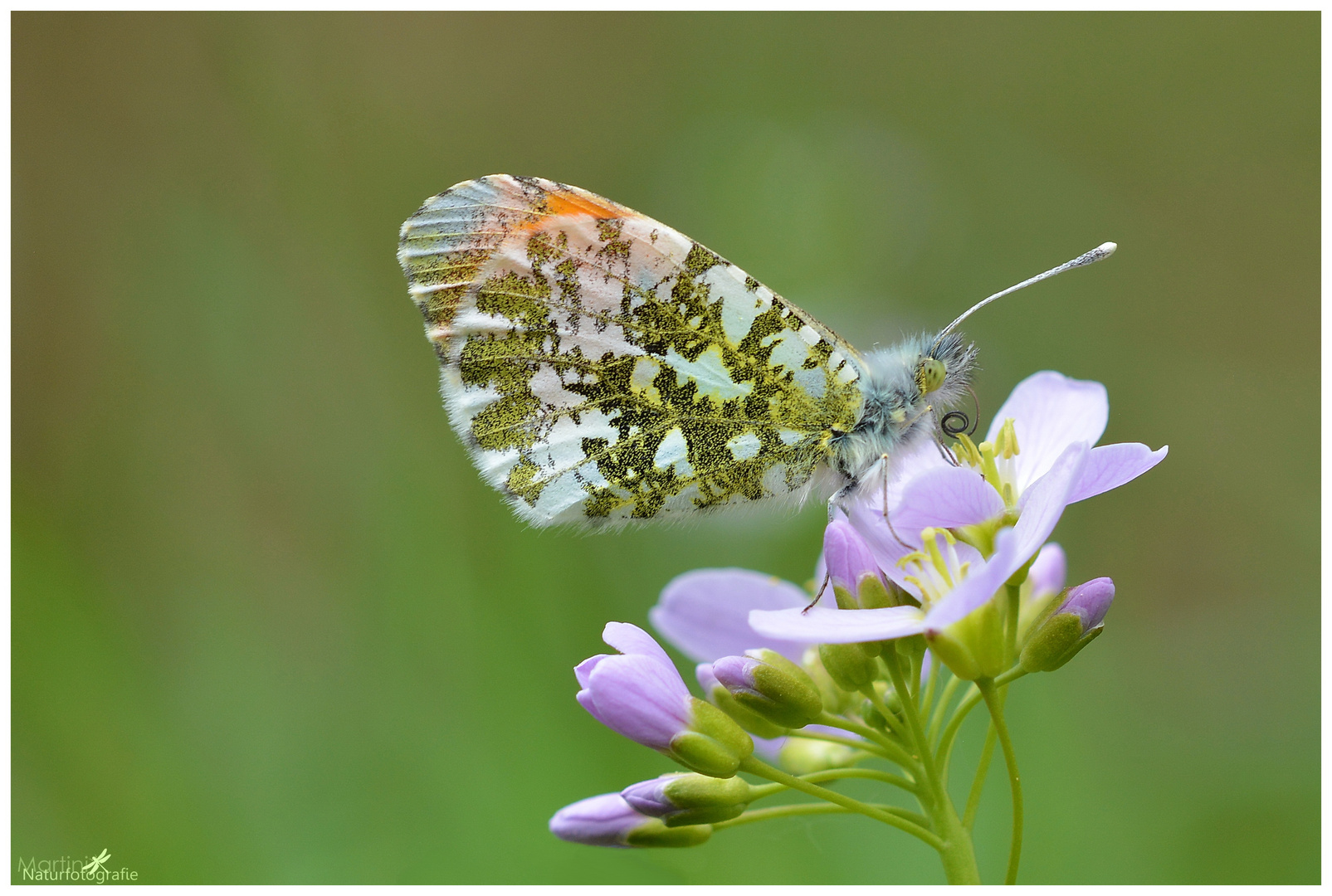 Aurorafalter (Anthocharis cardamines)