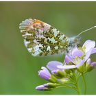 Aurorafalter (Anthocharis cardamines)