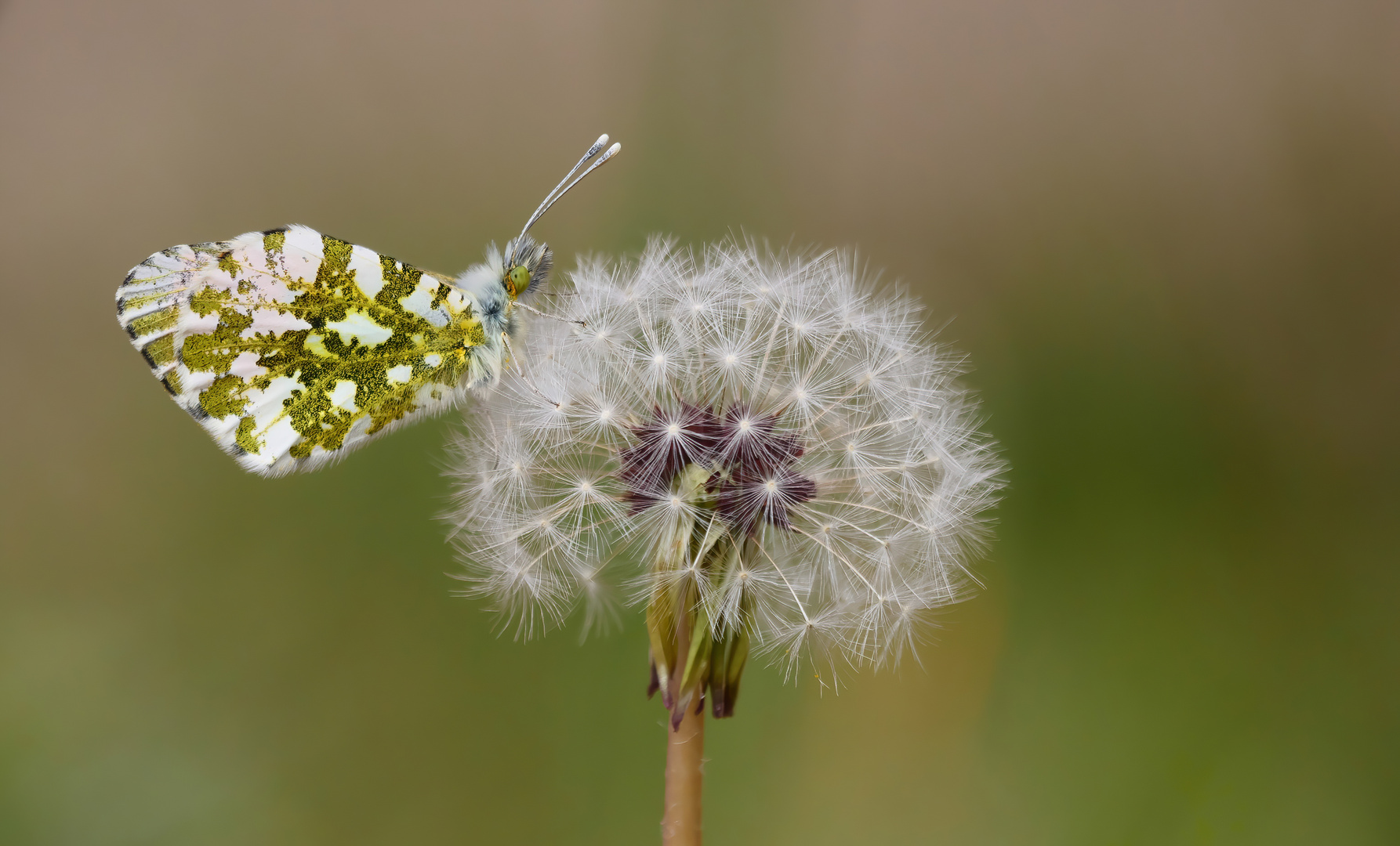 * Aurorafalter (Anthocharis cardamines) *