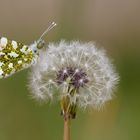 * Aurorafalter (Anthocharis cardamines) *