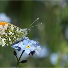 Aurorafalter (Anthocharis cardamines)