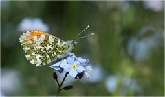 Aurorafalter (Anthocharis cardamines)