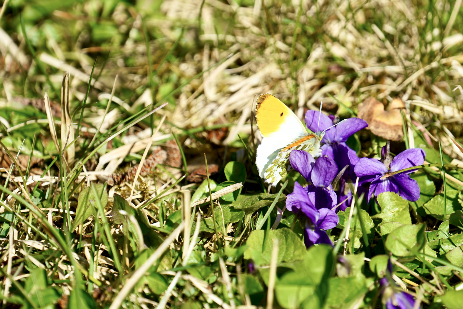 Aurorafalter (Anthocharis cardamines)