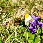 Aurorafalter (Anthocharis cardamines)