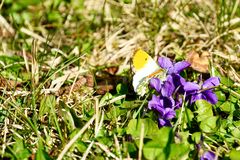 Aurorafalter (Anthocharis cardamines)