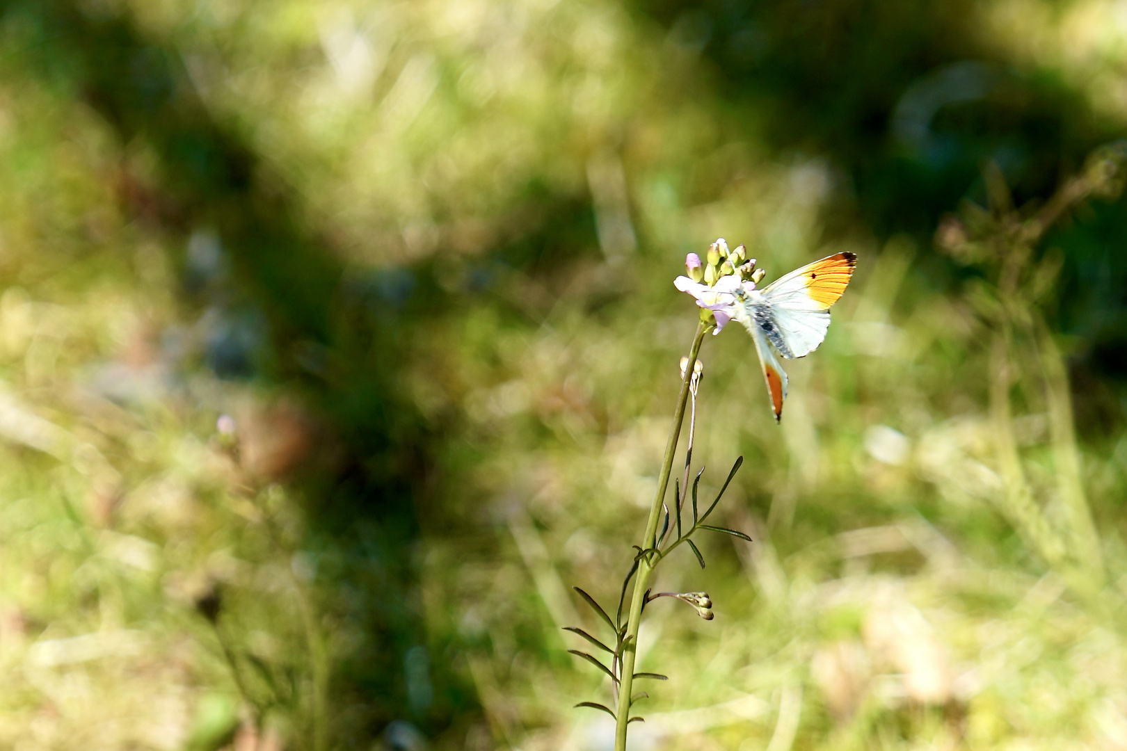 Aurorafalter (Anthocharis cardamines)