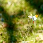 Aurorafalter (Anthocharis cardamines)