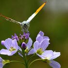 Aurorafalter (Anthocharis cardamines)