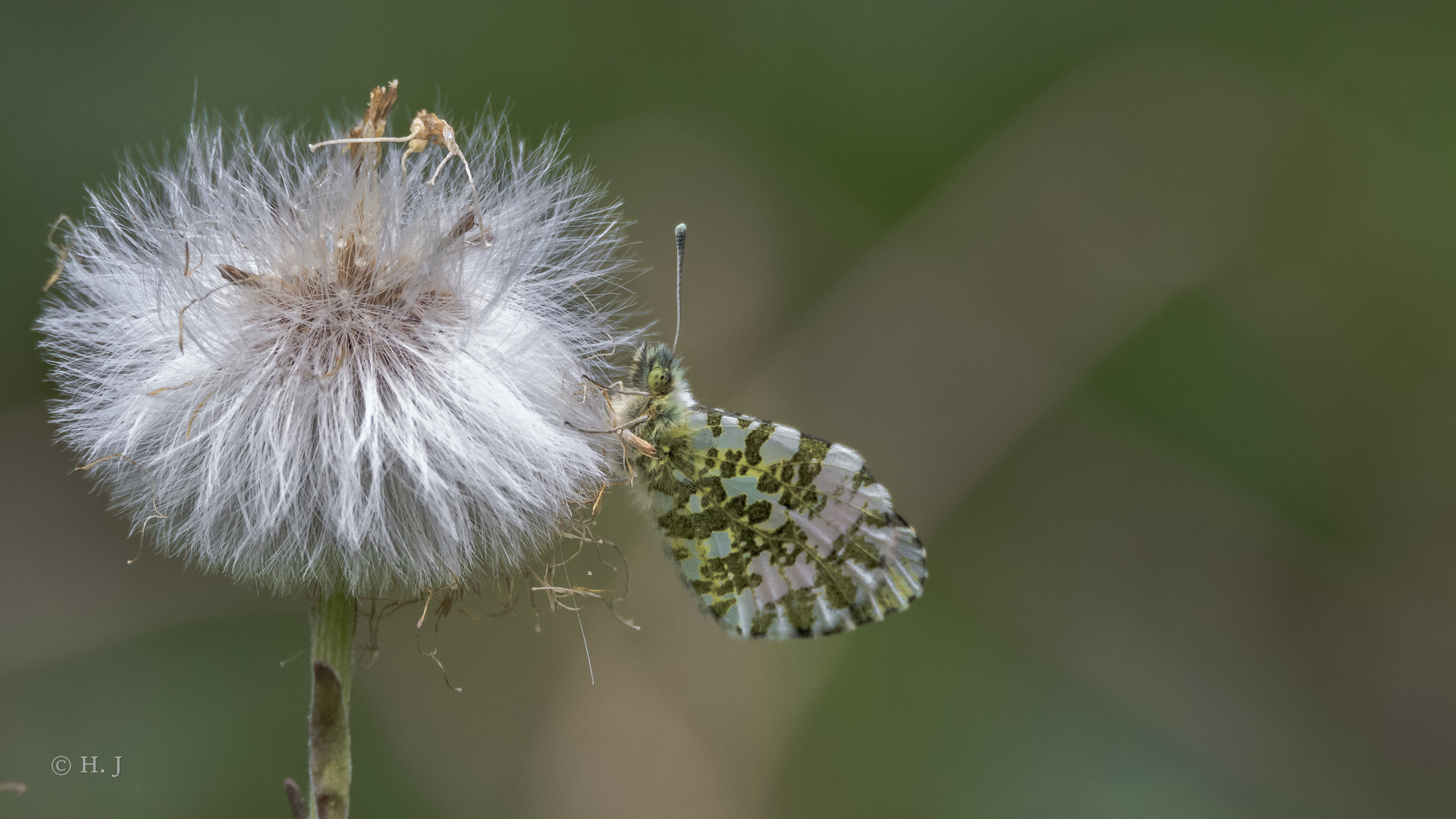  Aurorafalter (Anthocharis cardamines)