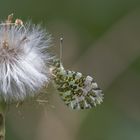  Aurorafalter (Anthocharis cardamines)