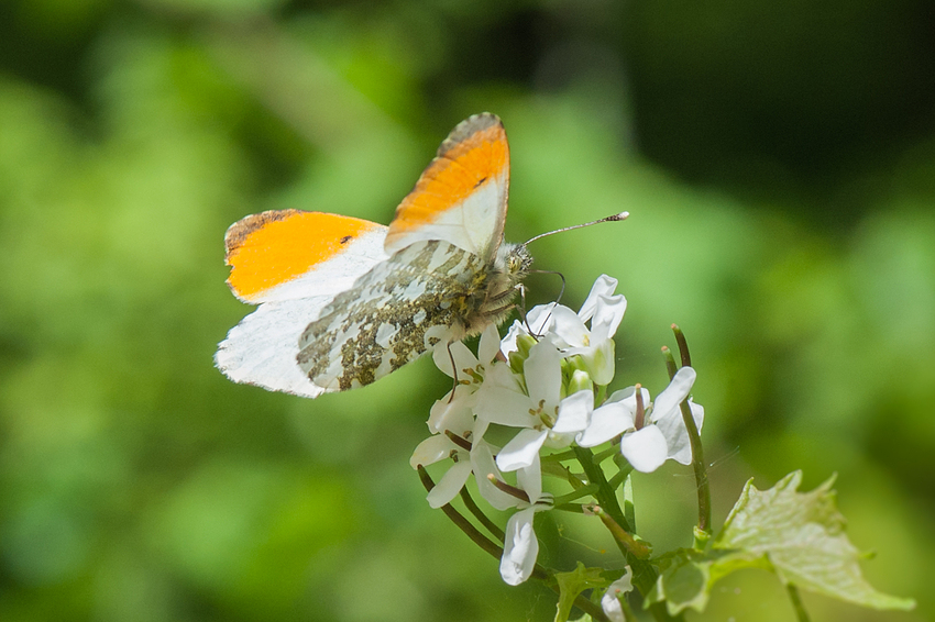 Aurorafalter (Anthocharis cardamines)