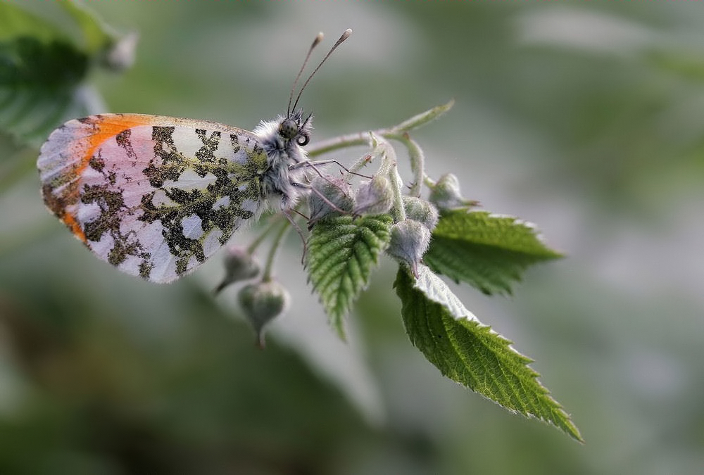 Aurorafalter (Anthocharis cardamines)